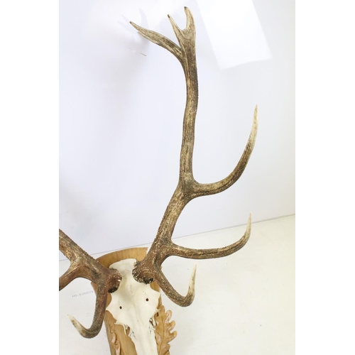 291 - Large pair of antlers, mounted on oak plinth carved with oak leaves and acorns, 119cm high x 70cm wi... 