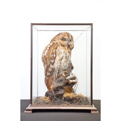 3 - Taxidermy - Tawny Owl mounted on a tree branch in a natural setting, contained in a cabinet glazed t... 