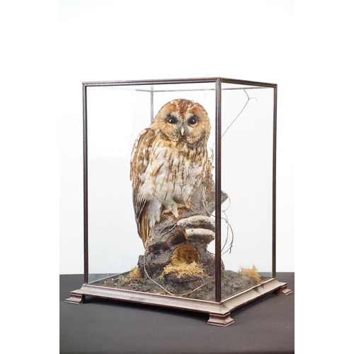 3 - Taxidermy - Tawny Owl mounted on a tree branch in a natural setting, contained in a cabinet glazed t... 