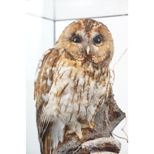 3 - Taxidermy - Tawny Owl mounted on a tree branch in a natural setting, contained in a cabinet glazed t... 