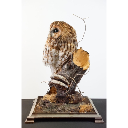 3 - Taxidermy - Tawny Owl mounted on a tree branch in a natural setting, contained in a cabinet glazed t... 