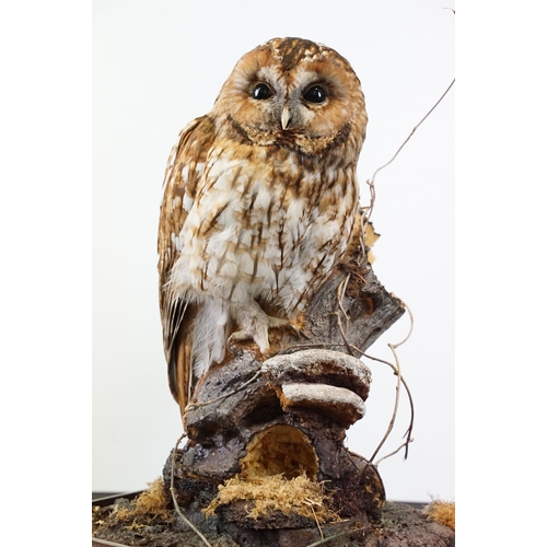 3 - Taxidermy - Tawny Owl mounted on a tree branch in a natural setting, contained in a cabinet glazed t... 