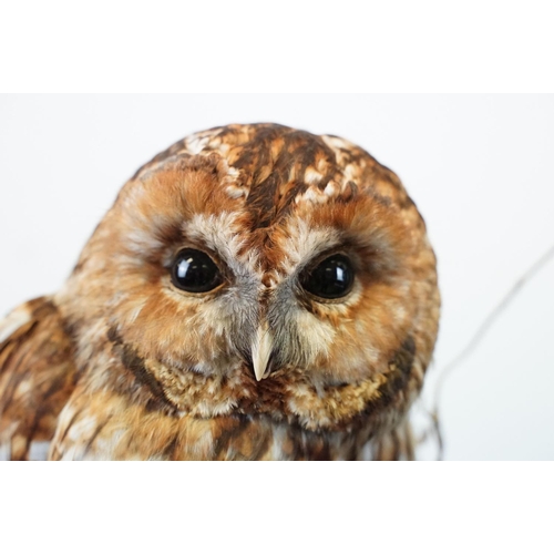 3 - Taxidermy - Tawny Owl mounted on a tree branch in a natural setting, contained in a cabinet glazed t... 