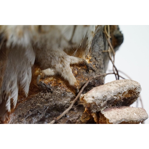 3 - Taxidermy - Tawny Owl mounted on a tree branch in a natural setting, contained in a cabinet glazed t... 