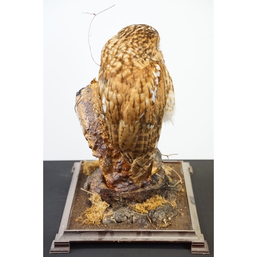 3 - Taxidermy - Tawny Owl mounted on a tree branch in a natural setting, contained in a cabinet glazed t... 