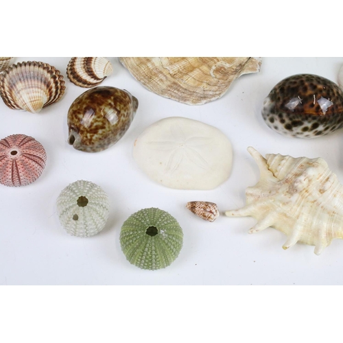 141 - Selection of sea shells with examples of conch shells in various sizes, sea urchins and clam shells.