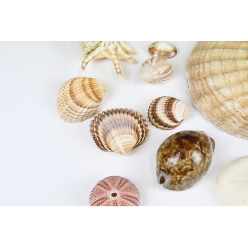 141 - Selection of sea shells with examples of conch shells in various sizes, sea urchins and clam shells.