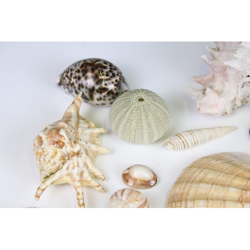 141 - Selection of sea shells with examples of conch shells in various sizes, sea urchins and clam shells.