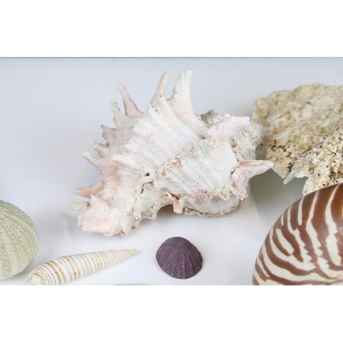 141 - Selection of sea shells with examples of conch shells in various sizes, sea urchins and clam shells.