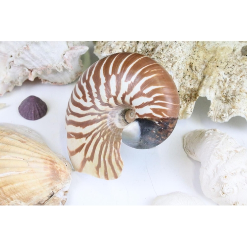 141 - Selection of sea shells with examples of conch shells in various sizes, sea urchins and clam shells.