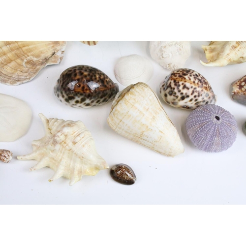 141 - Selection of sea shells with examples of conch shells in various sizes, sea urchins and clam shells.