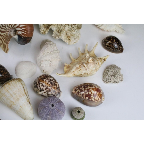 141 - Selection of sea shells with examples of conch shells in various sizes, sea urchins and clam shells.