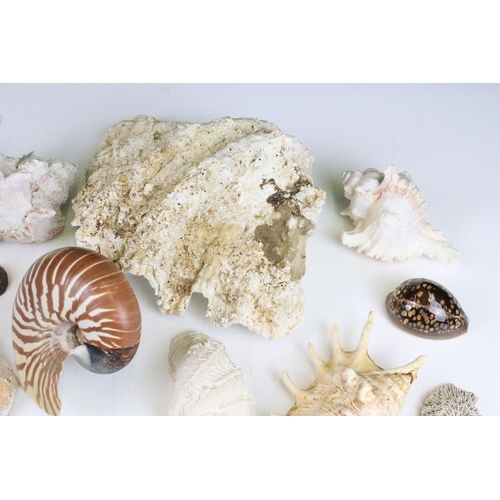 141 - Selection of sea shells with examples of conch shells in various sizes, sea urchins and clam shells.