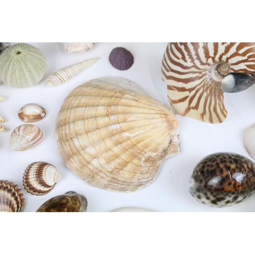 141 - Selection of sea shells with examples of conch shells in various sizes, sea urchins and clam shells.