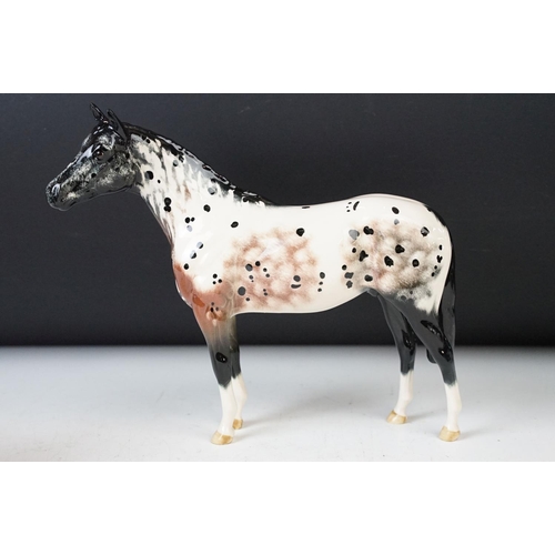 22 - Royal Doulton 'Appaloosa' stallion horse and Beswick chestnut horse ceramic gloss figurines. 20cm ta... 