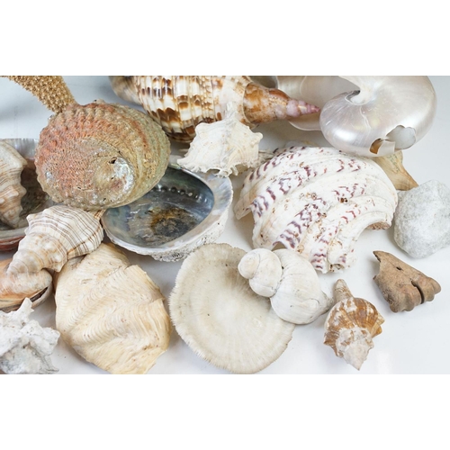 96 - Beautiful conchology collection of sea shells with examples of Paua shell, a large starfish, conch s... 