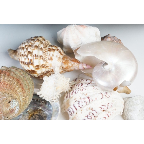 96 - Beautiful conchology collection of sea shells with examples of Paua shell, a large starfish, conch s... 