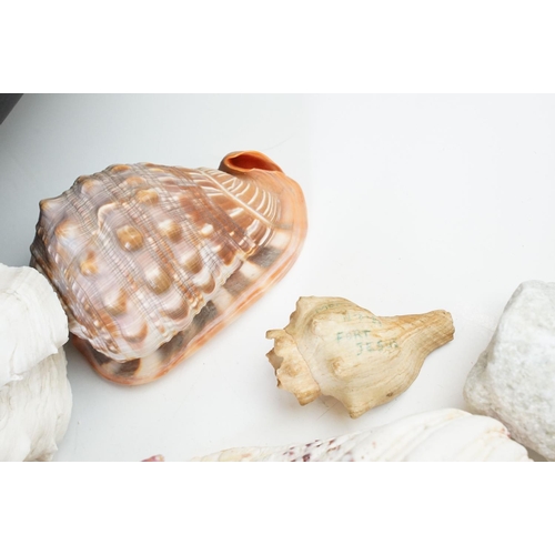 96 - Beautiful conchology collection of sea shells with examples of Paua shell, a large starfish, conch s... 