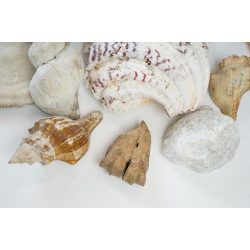 96 - Beautiful conchology collection of sea shells with examples of Paua shell, a large starfish, conch s... 