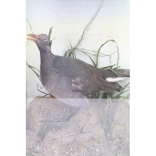 97 - Antique cased taxidermy bird with grasses decorative surround. H 41.5cm x W 30cm x D 17cm