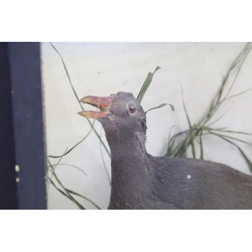 97 - Antique cased taxidermy bird with grasses decorative surround. H 41.5cm x W 30cm x D 17cm