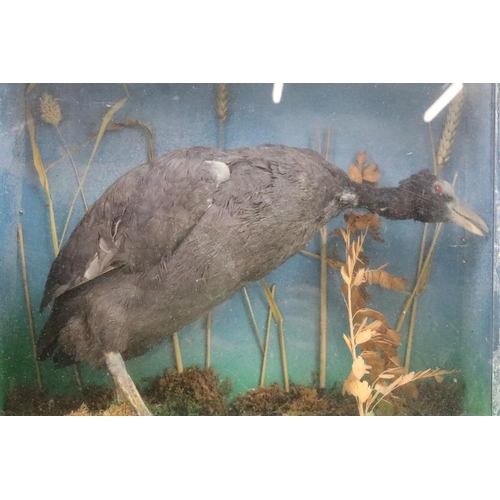 125 - Antique cased taxidermy marsh bird with foliage decorative surround. H 38cm x W 42cm x D 17cm