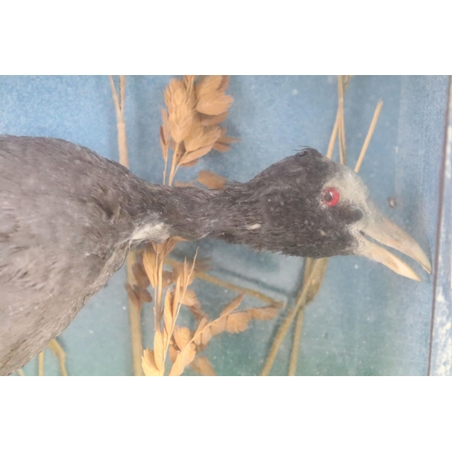 125 - Antique cased taxidermy marsh bird with foliage decorative surround. H 38cm x W 42cm x D 17cm