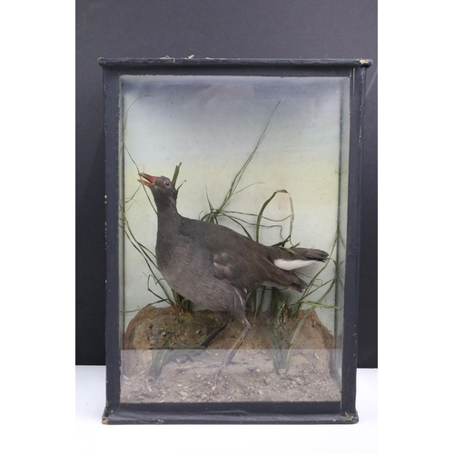 112 - Antique cased taxidermy bird with grasses decorative surround. H 41.5cm x W 30cm x D 17cm