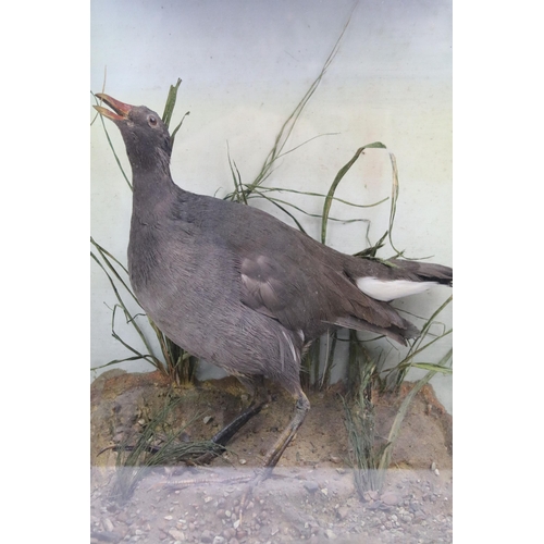 112 - Antique cased taxidermy bird with grasses decorative surround. H 41.5cm x W 30cm x D 17cm