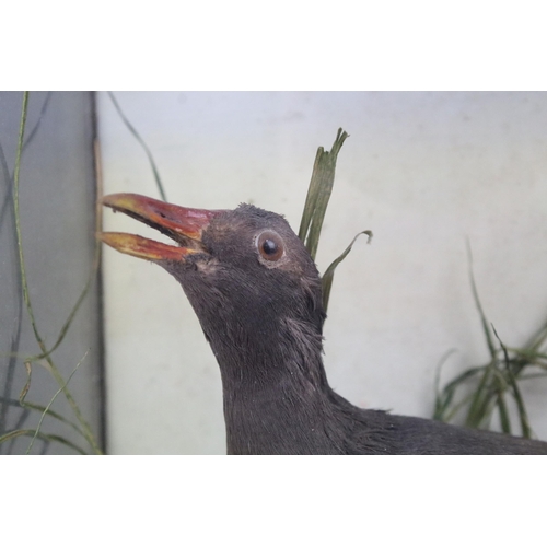 112 - Antique cased taxidermy bird with grasses decorative surround. H 41.5cm x W 30cm x D 17cm