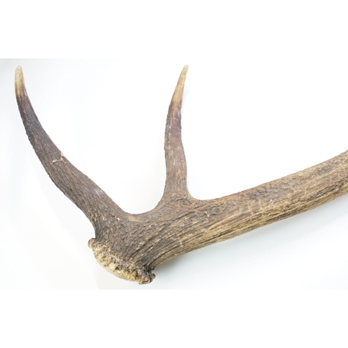 326 - Pair of vintage unmounted taxidermy deer antlers, approx. 60cm