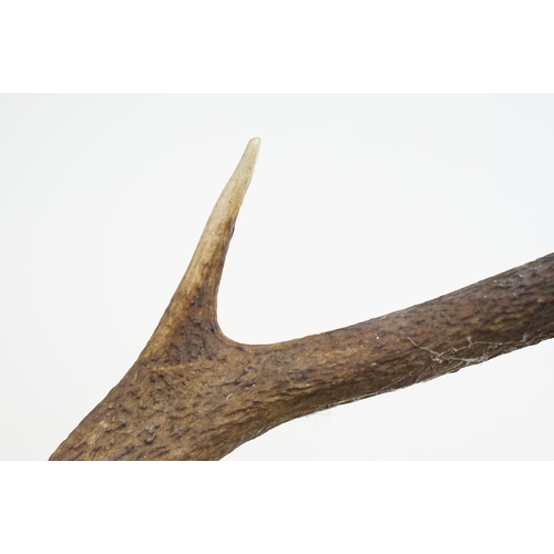 326 - Pair of vintage unmounted taxidermy deer antlers, approx. 60cm