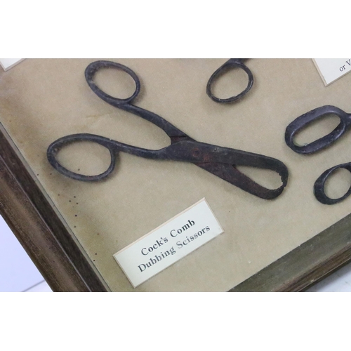 536 - Antique scissors - seven pairs of various scissors, mounted in a box frame, to include weaver's scis... 