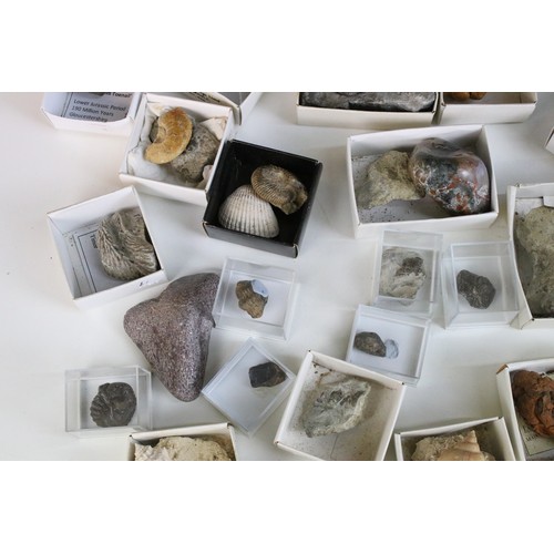 214 - Natural History - Large collection of mixed fossils to include trilobite, triceratops Horridus tooth... 