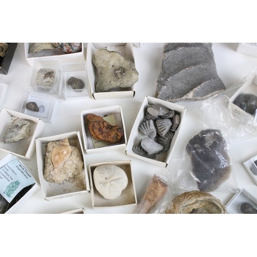 214 - Natural History - Large collection of mixed fossils to include trilobite, triceratops Horridus tooth... 