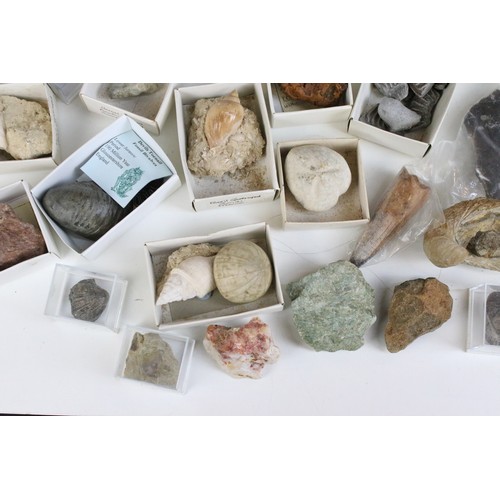 214 - Natural History - Large collection of mixed fossils to include trilobite, triceratops Horridus tooth... 