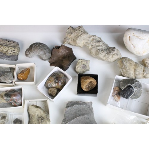 214 - Natural History - Large collection of mixed fossils to include trilobite, triceratops Horridus tooth... 