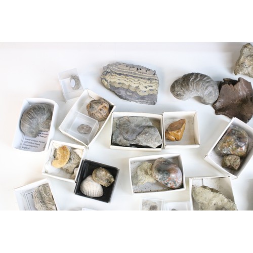 214 - Natural History - Large collection of mixed fossils to include trilobite, triceratops Horridus tooth... 