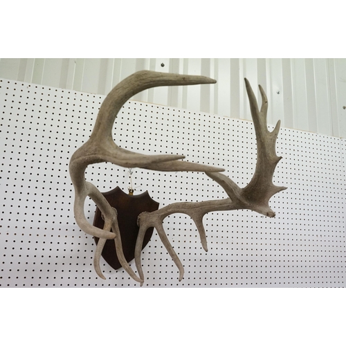 637 - Set of six point deer antlers, mounted on a wooden shield, length of antlers approx. 71cm