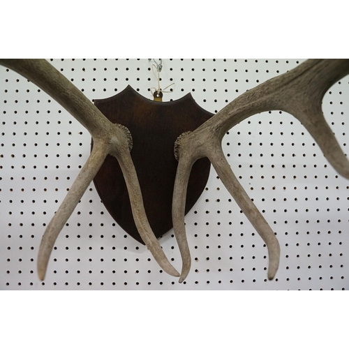 637 - Set of six point deer antlers, mounted on a wooden shield, length of antlers approx. 71cm