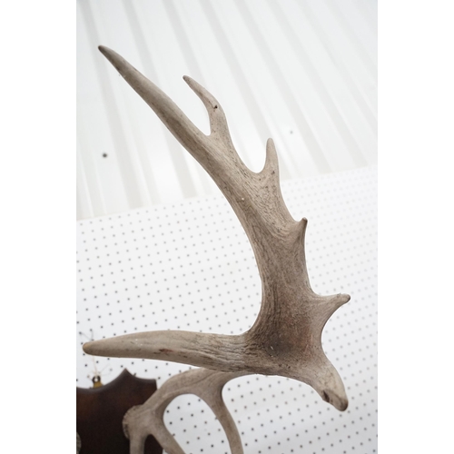 637 - Set of six point deer antlers, mounted on a wooden shield, length of antlers approx. 71cm