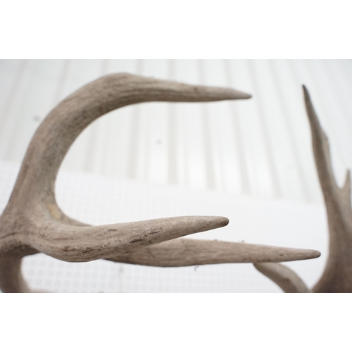 637 - Set of six point deer antlers, mounted on a wooden shield, length of antlers approx. 71cm