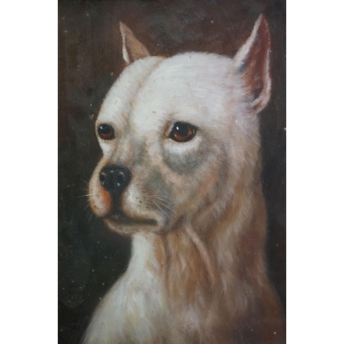 497 - Study of a white terrier dog, oil painting, 22.5 x 18cm, framed