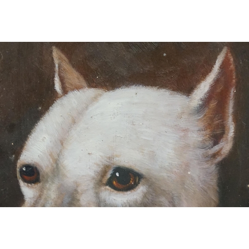 497 - Study of a white terrier dog, oil painting, 22.5 x 18cm, framed