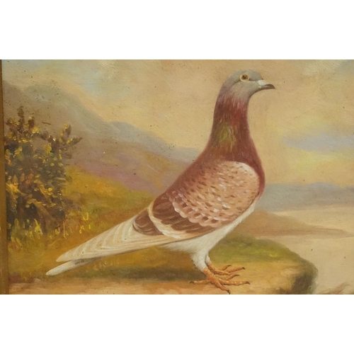 507 - Study of a racing pigeon on a ledge in a Highland landscape, oil painting, 17.5 x 23cm, maple framed... 