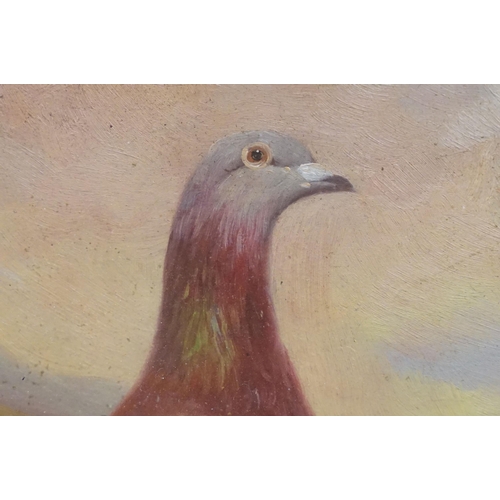 507 - Study of a racing pigeon on a ledge in a Highland landscape, oil painting, 17.5 x 23cm, maple framed... 