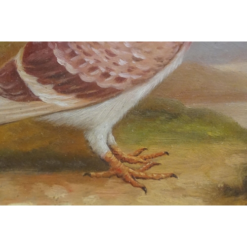 507 - Study of a racing pigeon on a ledge in a Highland landscape, oil painting, 17.5 x 23cm, maple framed... 