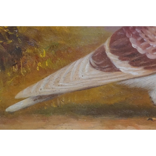 507 - Study of a racing pigeon on a ledge in a Highland landscape, oil painting, 17.5 x 23cm, maple framed... 