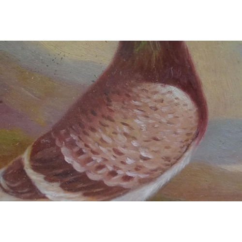 507 - Study of a racing pigeon on a ledge in a Highland landscape, oil painting, 17.5 x 23cm, maple framed... 