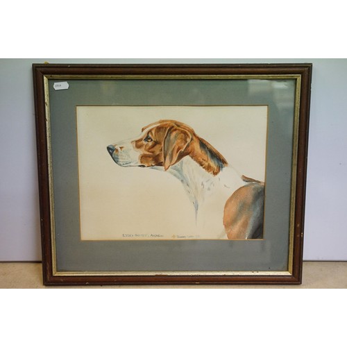 481 - Rosemary Coates, study of a hound, watercolour, signed lower centre and dated 1984, inscribed lower ... 